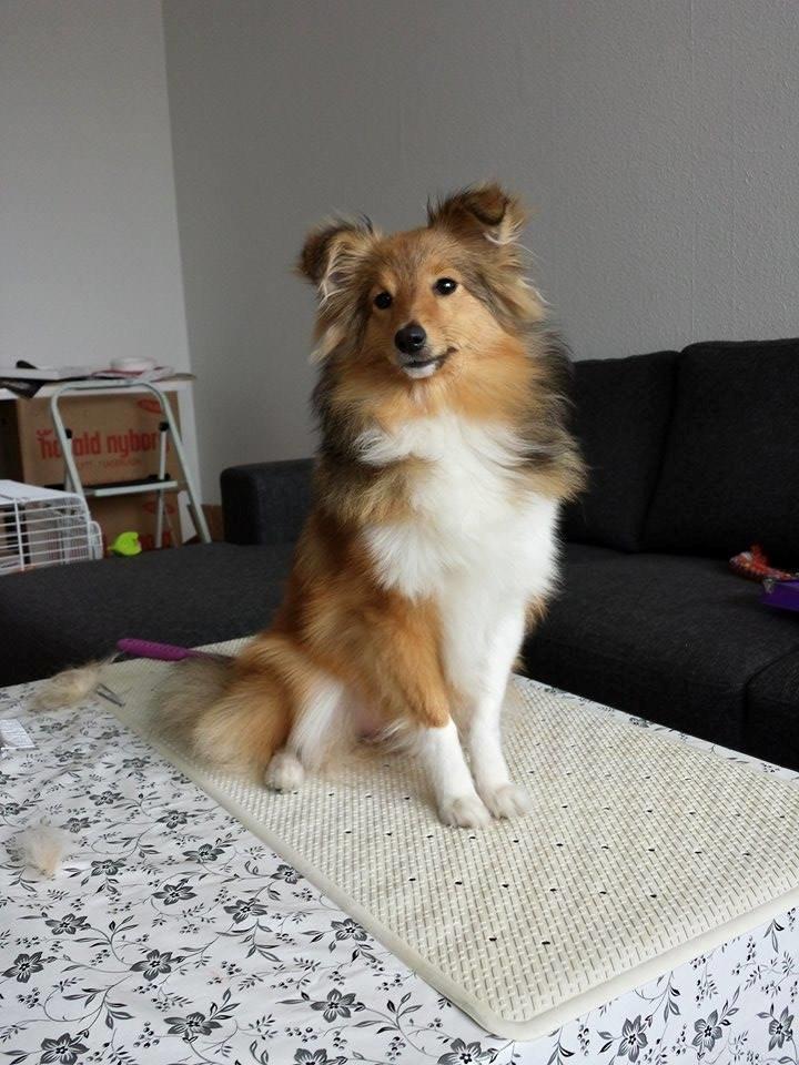 Shetland sheepdog Luna billede 19