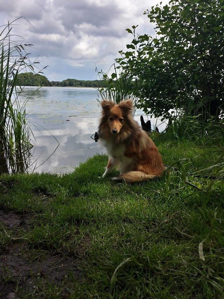 Shetland sheepdog Luna billede 20