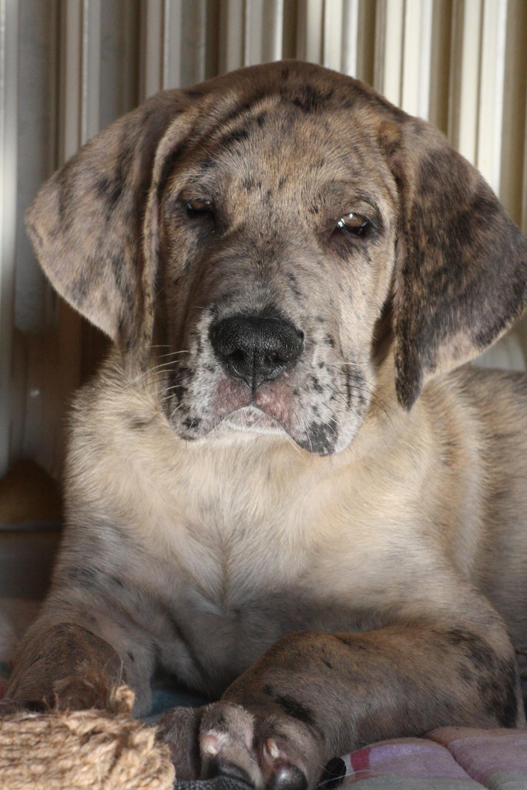 Grand danois Zæsar - 9 uger  billede 3