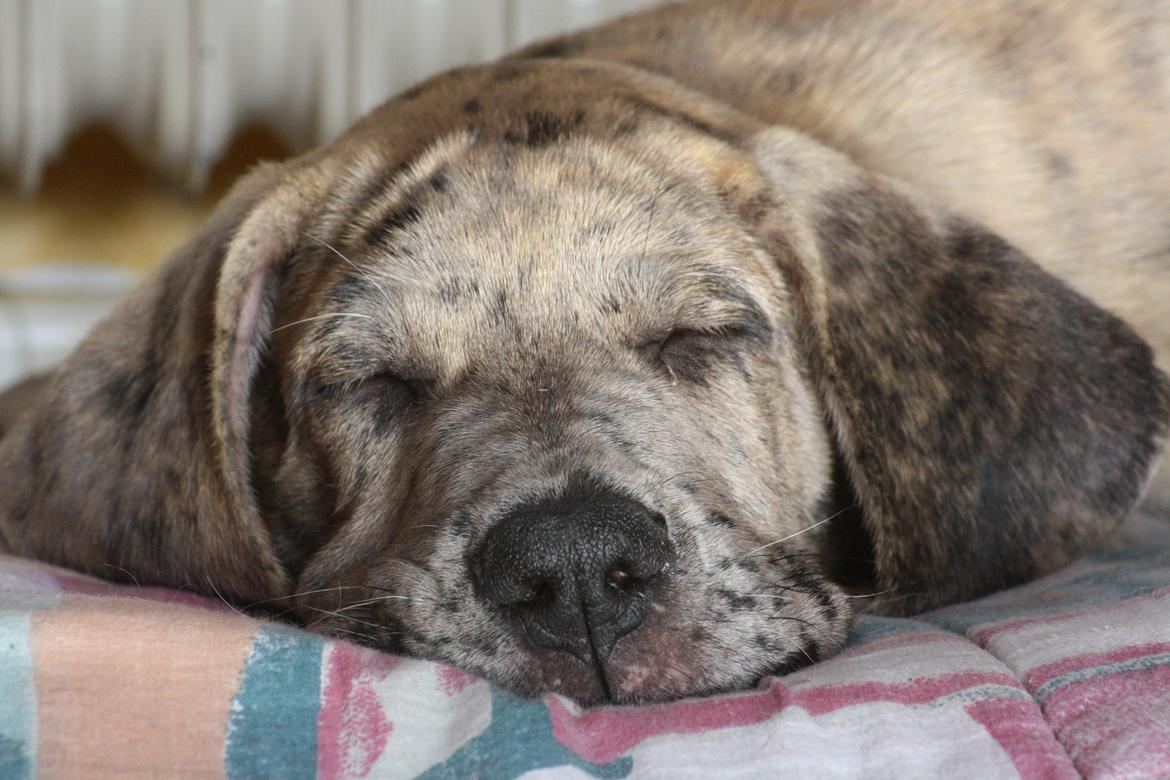 Grand danois Zæsar - 9 uger  billede 5