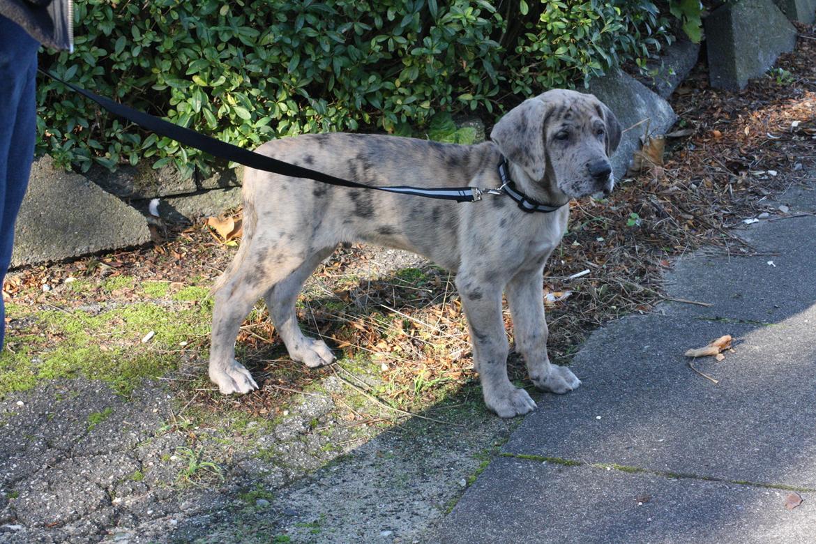 Grand danois Zæsar - 9 uger  billede 9