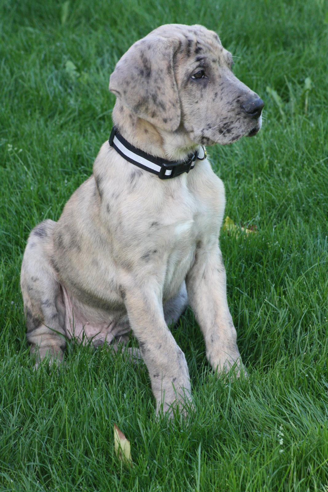 Grand danois Zæsar - 9 uger  billede 2