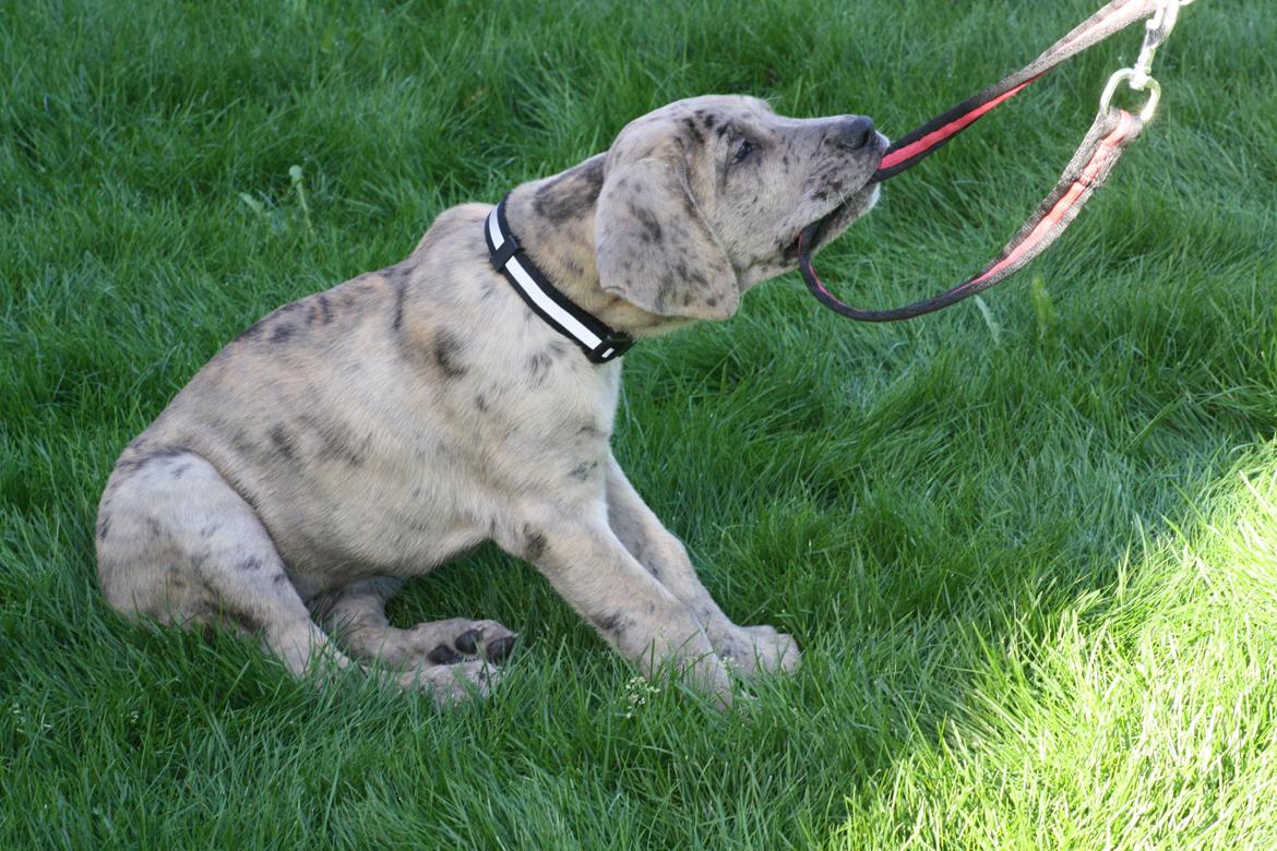 Grand danois Zæsar - 9 uger  billede 4