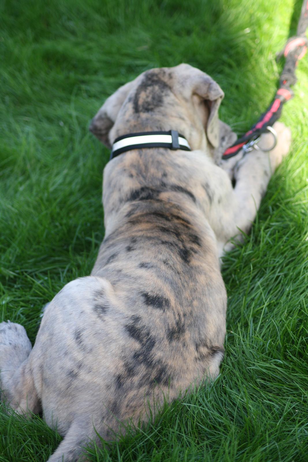 Grand danois Zæsar - 9 uger  billede 10