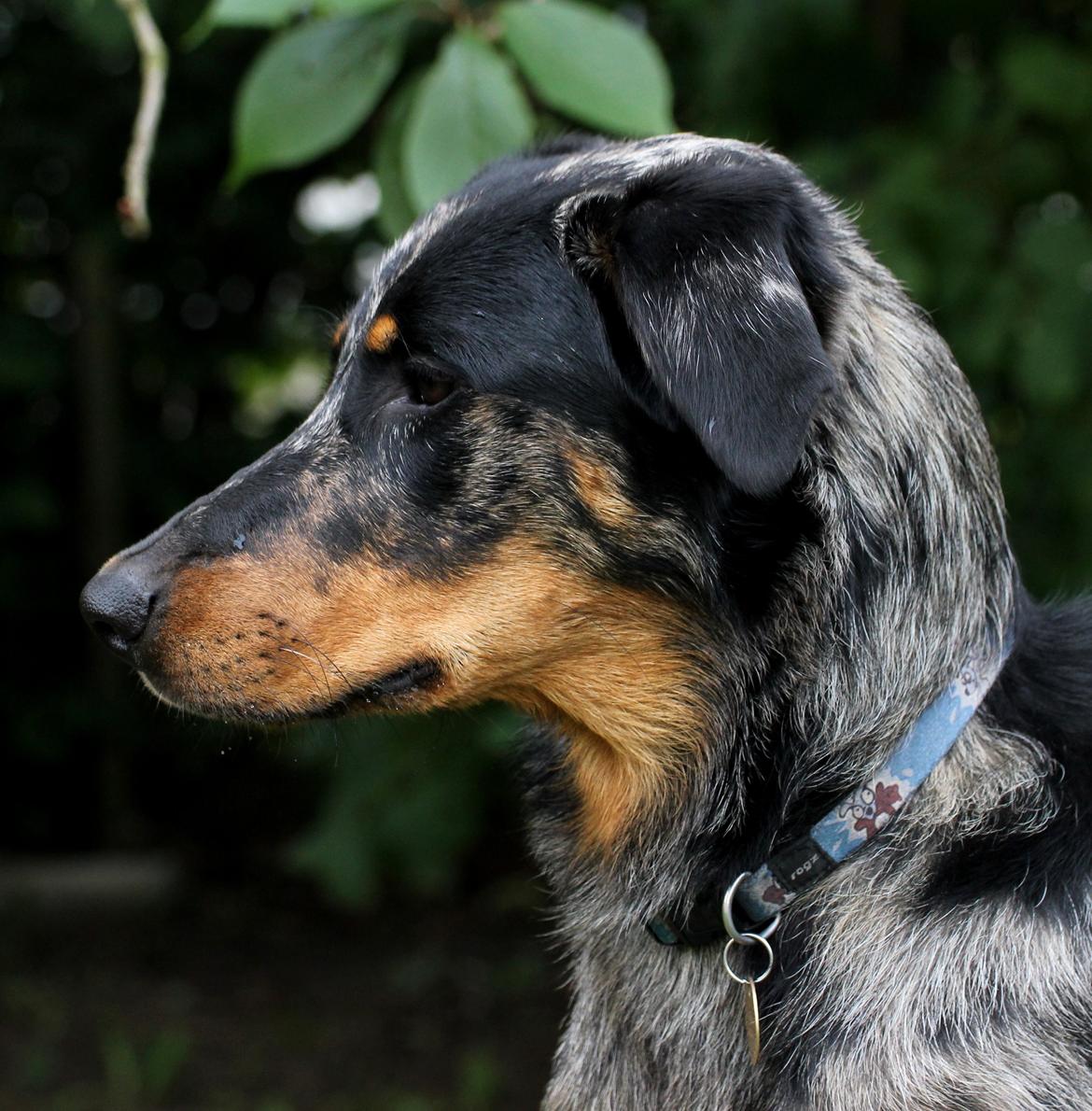 Beauceron Jesse billede 16