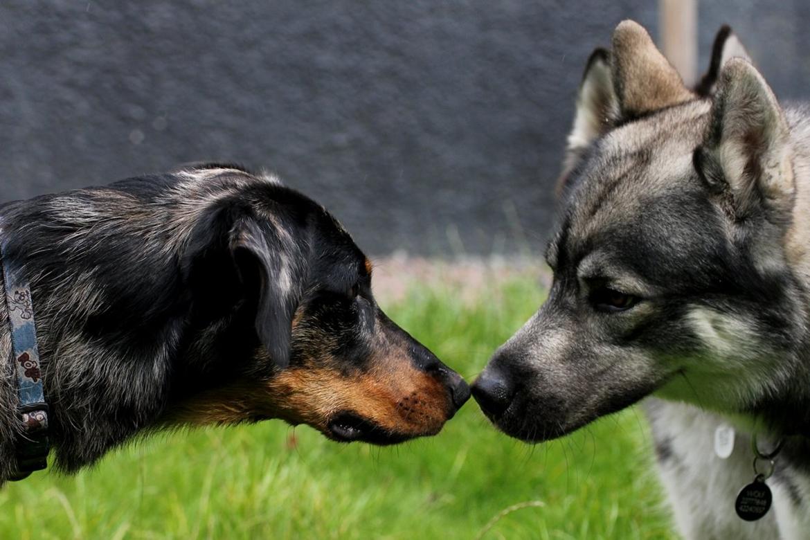 Beauceron Jesse billede 18