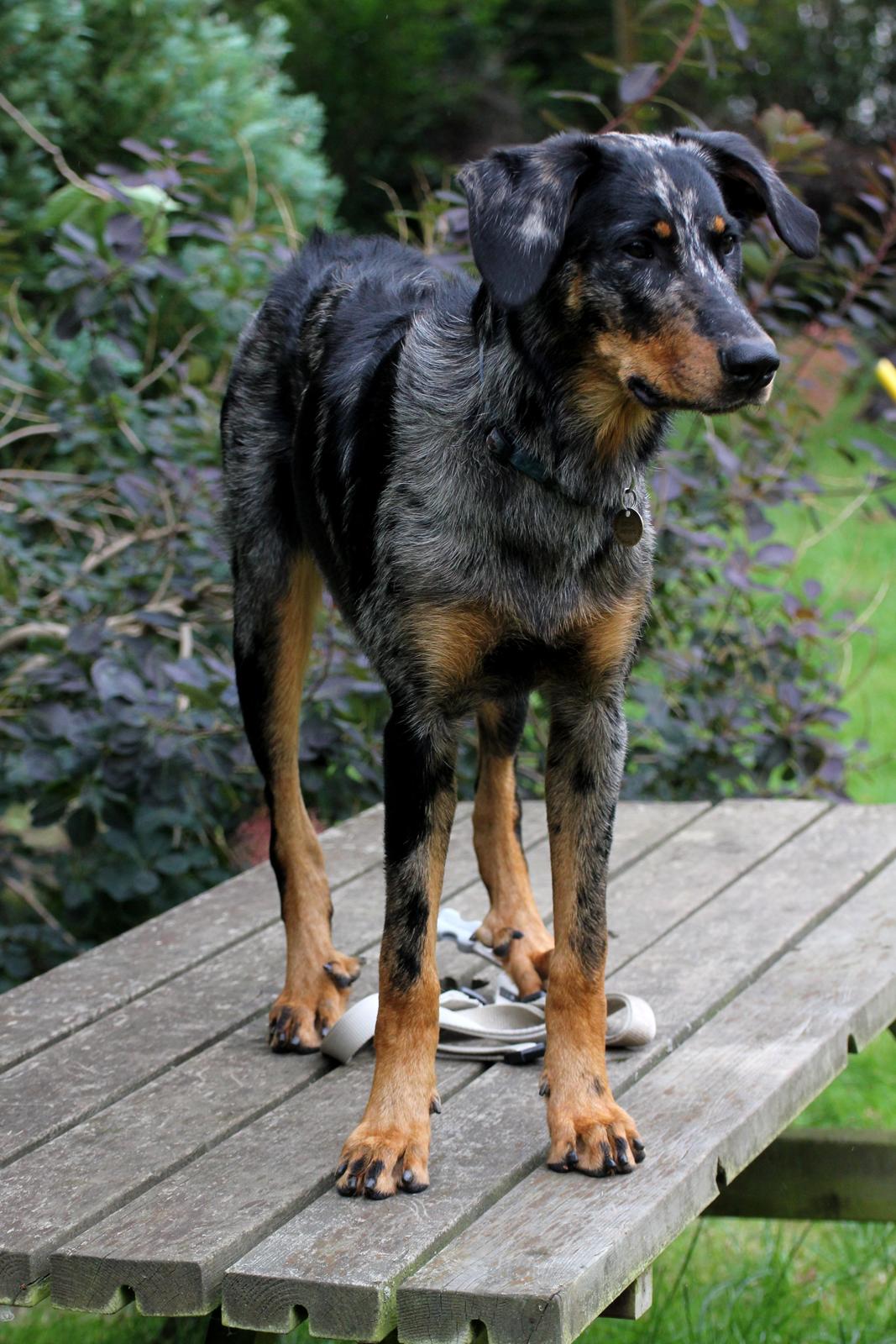 Beauceron Jesse billede 17