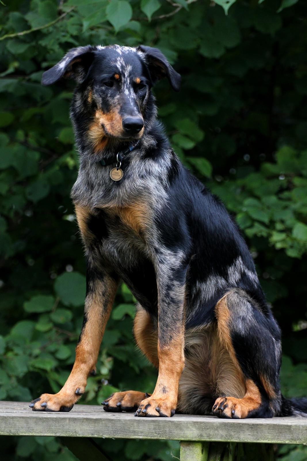 Beauceron Jesse billede 4