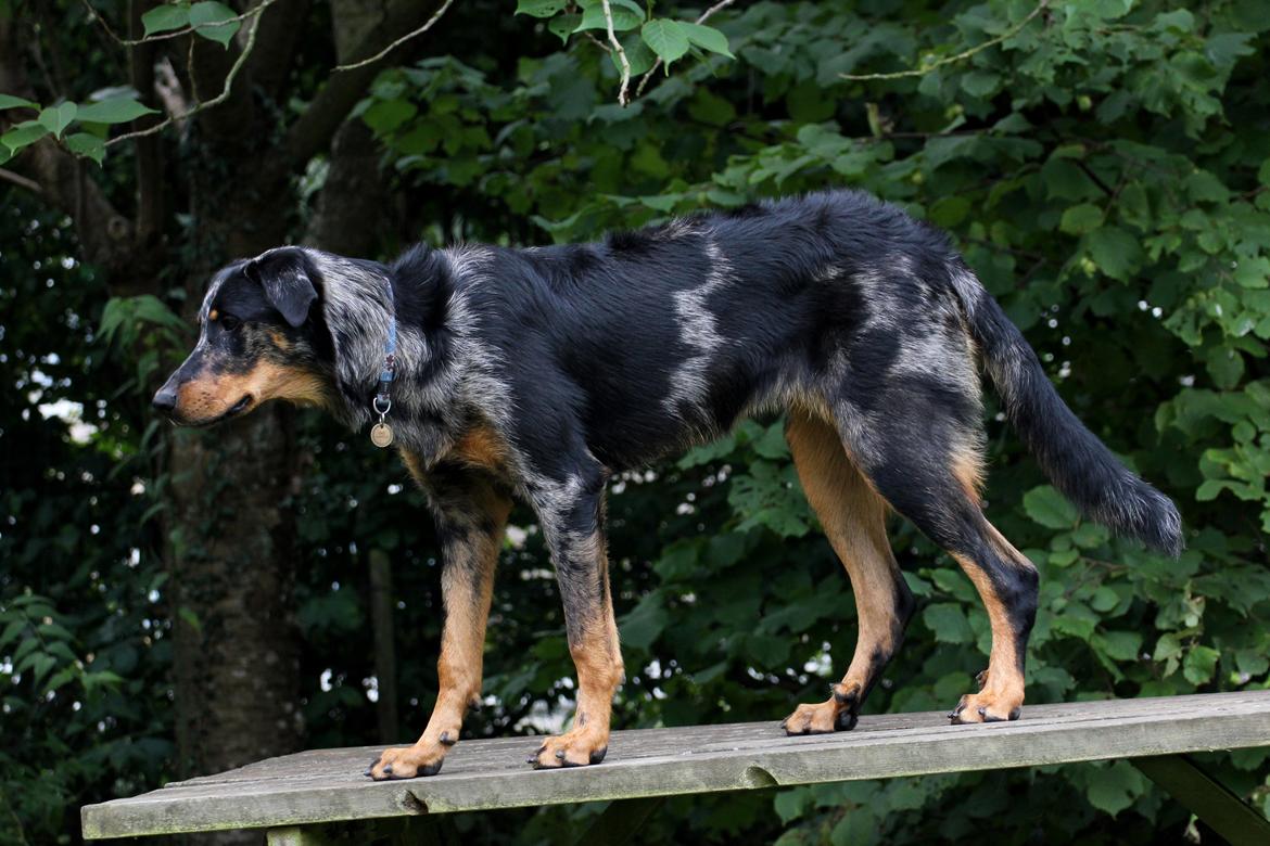 Beauceron Jesse billede 19