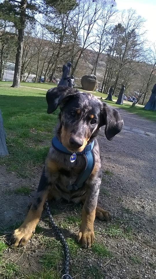 Beauceron Jesse billede 21