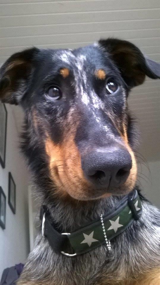 Beauceron Jesse billede 22