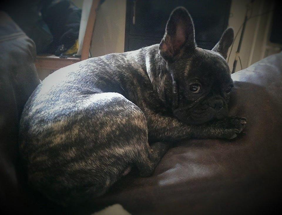 Fransk bulldog Minion *Himmelhund* billede 15