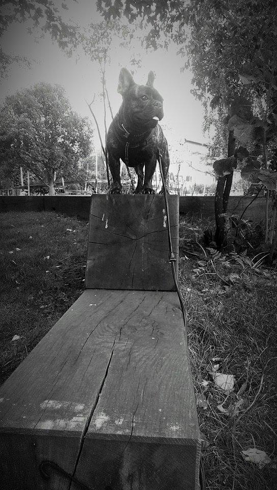 Fransk bulldog Minion *Himmelhund* billede 17