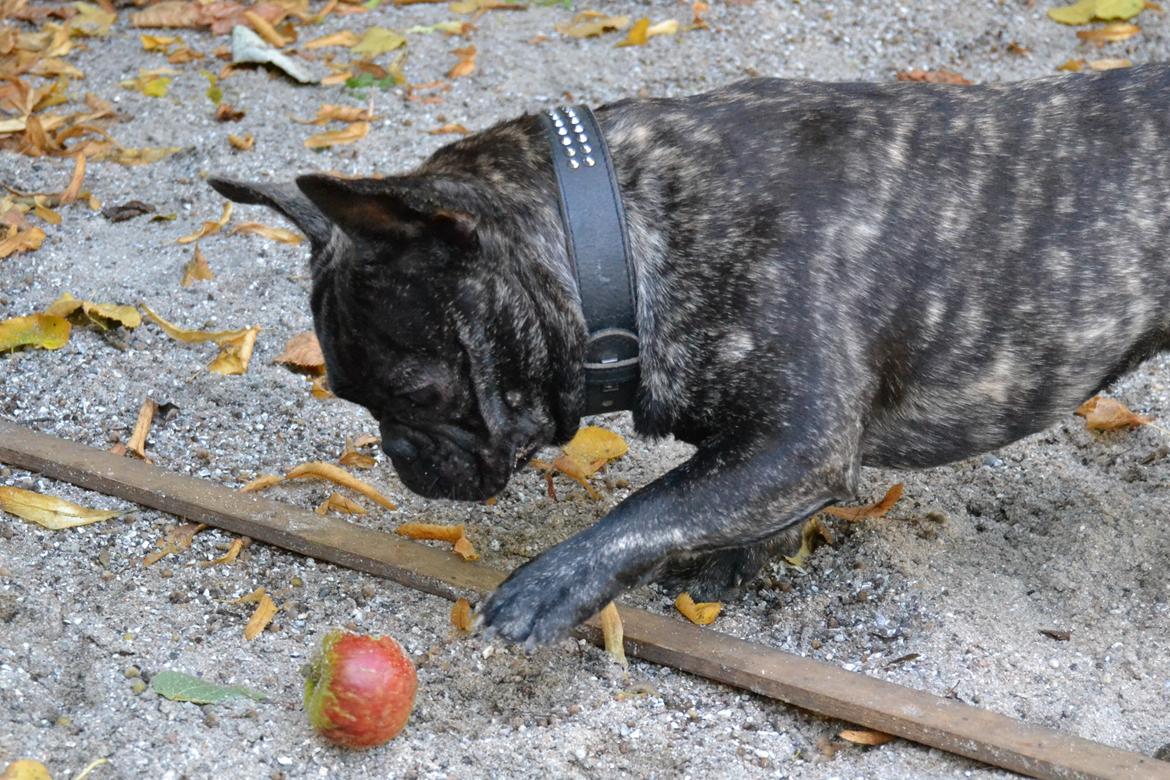 Fransk bulldog Minion *Himmelhund* billede 18