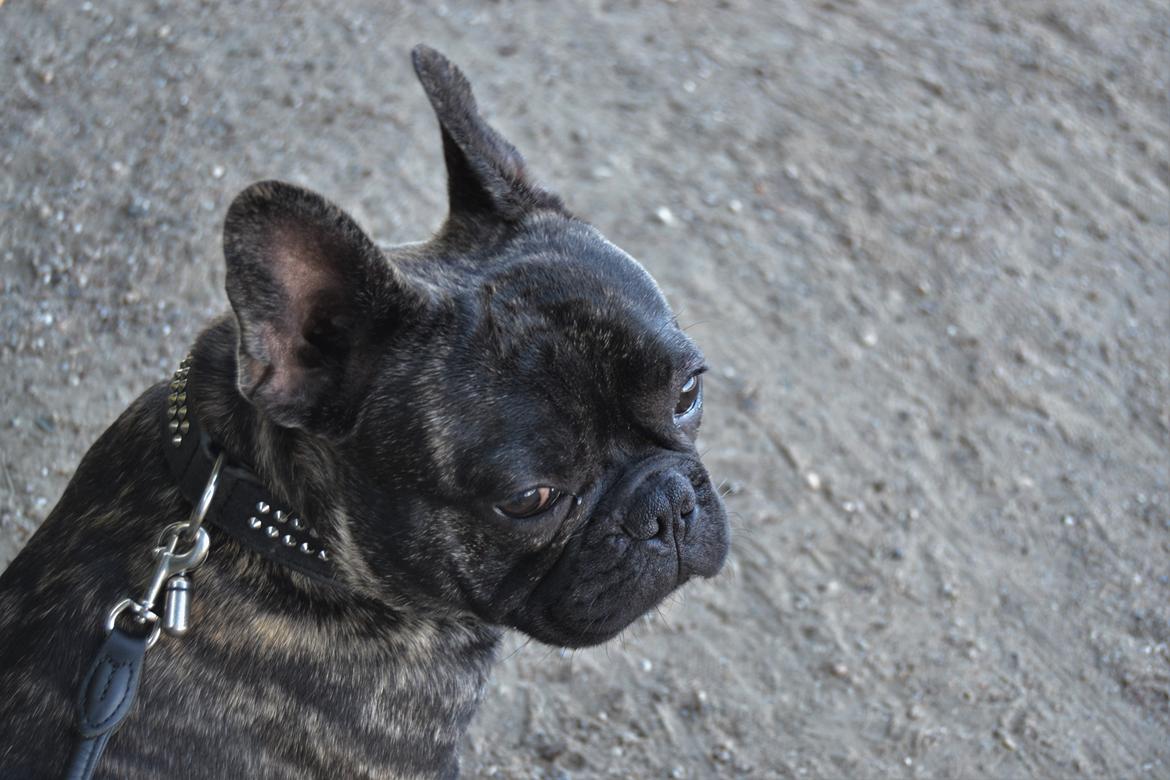 Fransk bulldog Minion *Himmelhund* billede 19