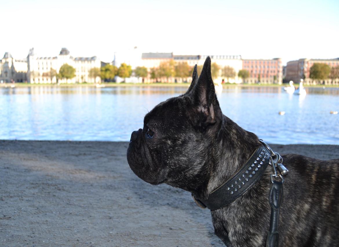 Fransk bulldog Minion *Himmelhund* billede 20