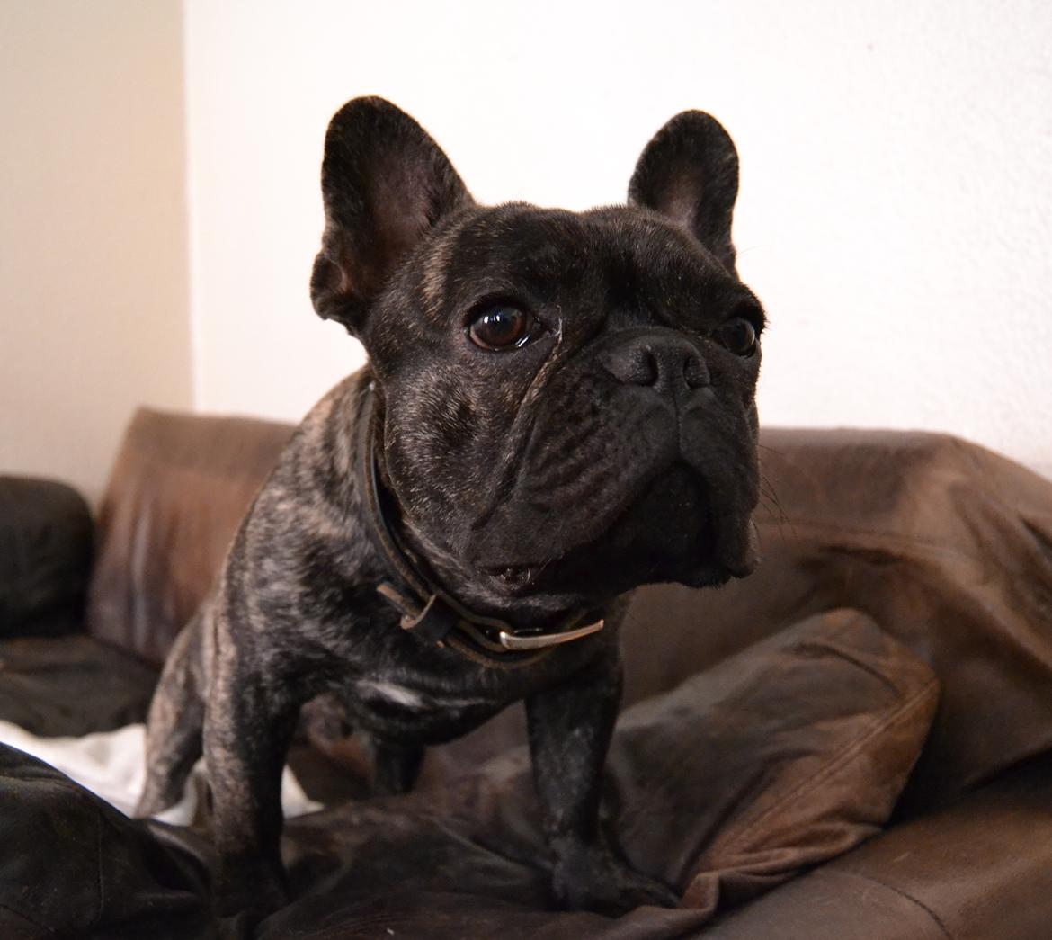Fransk bulldog Minion *Himmelhund* billede 21