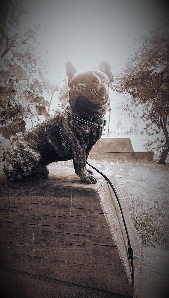 Fransk bulldog Minion *Himmelhund* billede 16