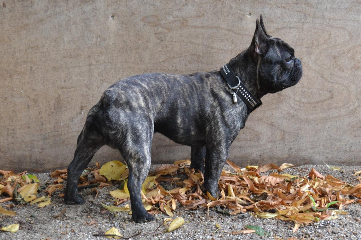 Fransk bulldog Minion *Himmelhund* billede 24