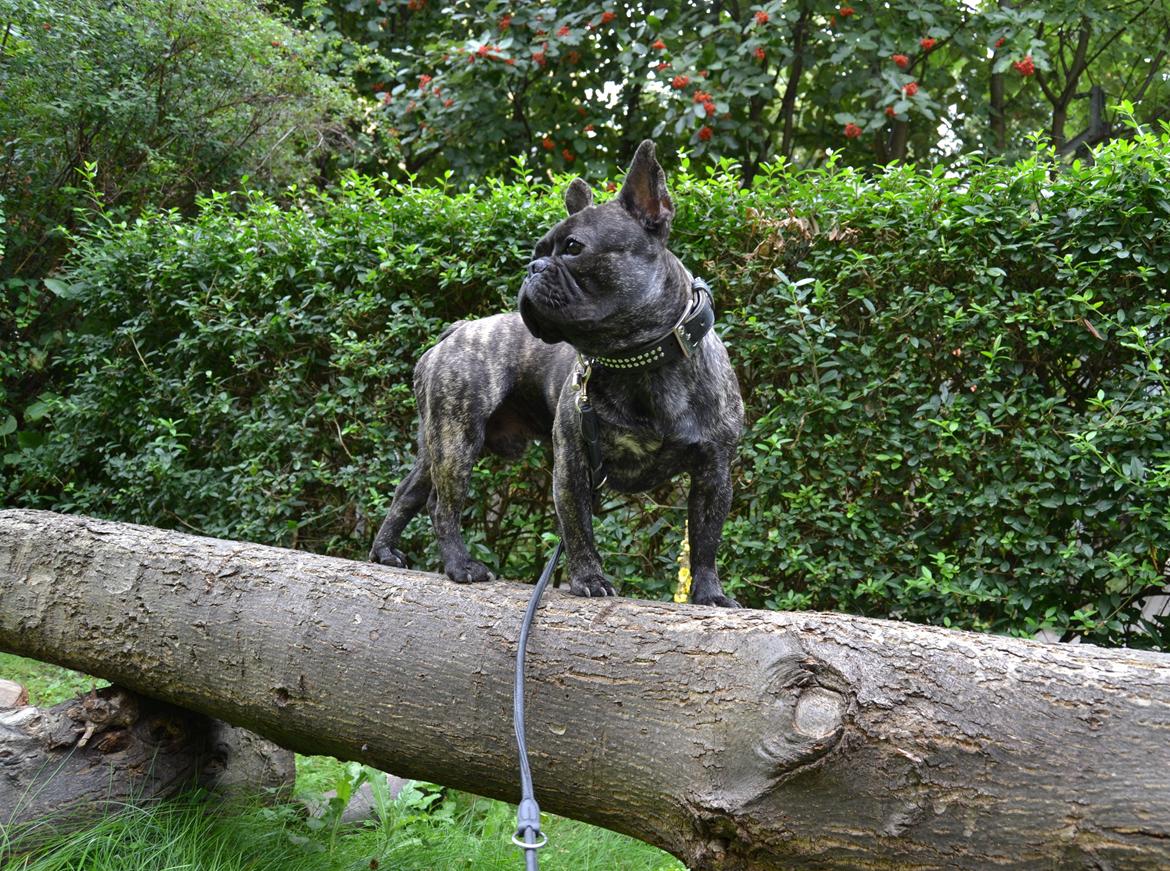 Fransk bulldog Minion *Himmelhund* billede 25