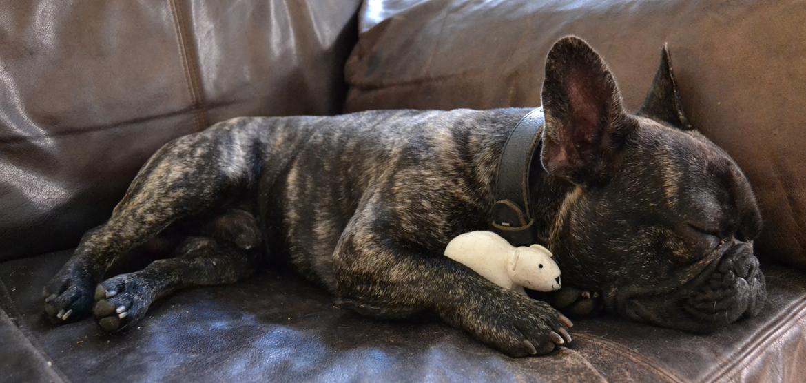 Fransk bulldog Minion *Himmelhund* billede 22