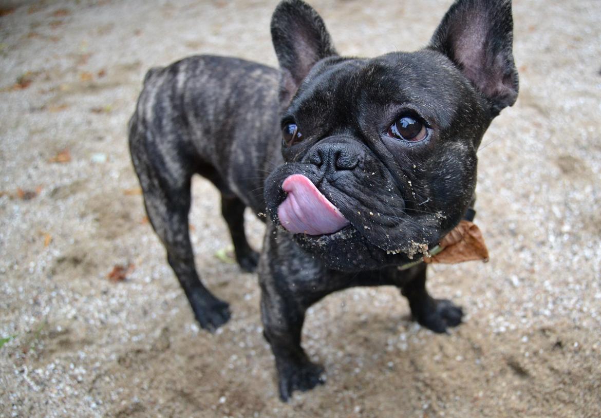 Fransk bulldog Minion *Himmelhund* billede 27