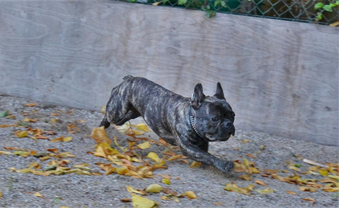 Fransk bulldog Minion  billede 26