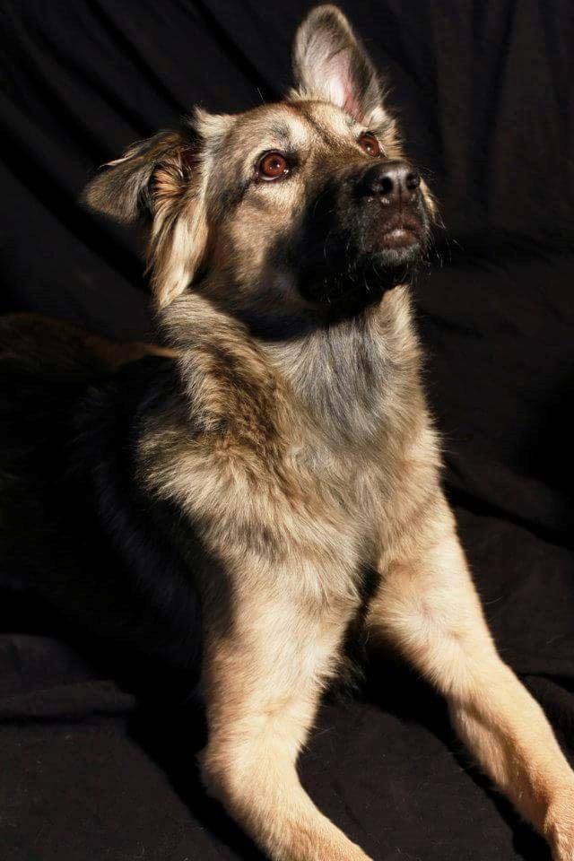 Blanding af racer Prize billede 2