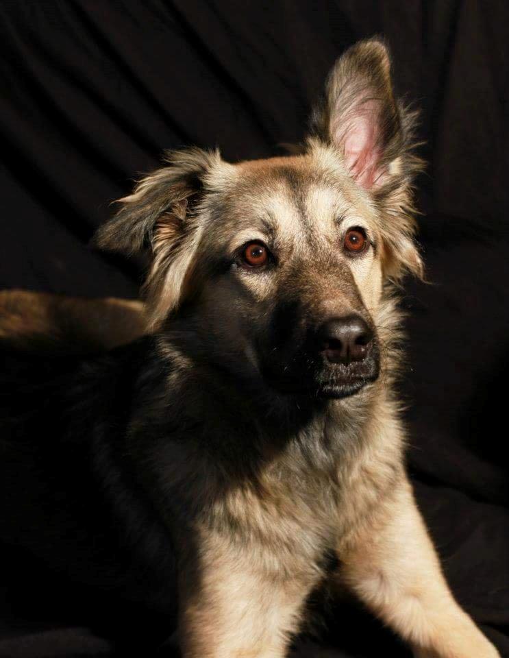 Blanding af racer Prize billede 3