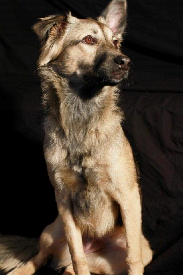 Blanding af racer Prize billede 4