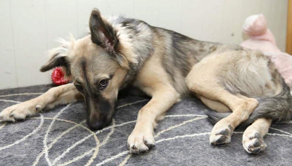 Blanding af racer Prize billede 5