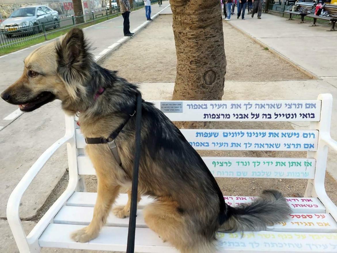 Blanding af racer Prize billede 6