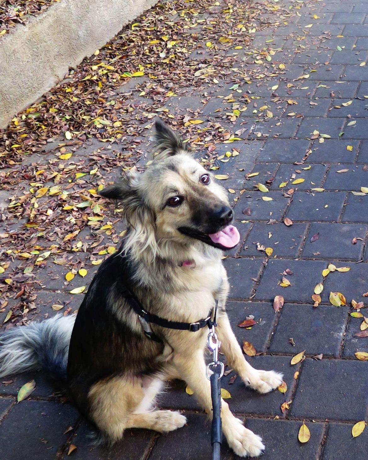 Blanding af racer Prize billede 7