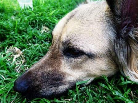 Blanding af racer Prize billede 8