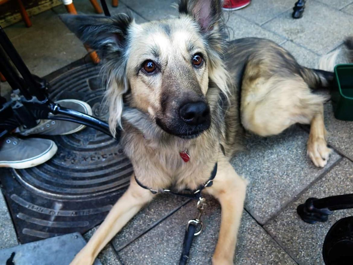 Blanding af racer Prize billede 10