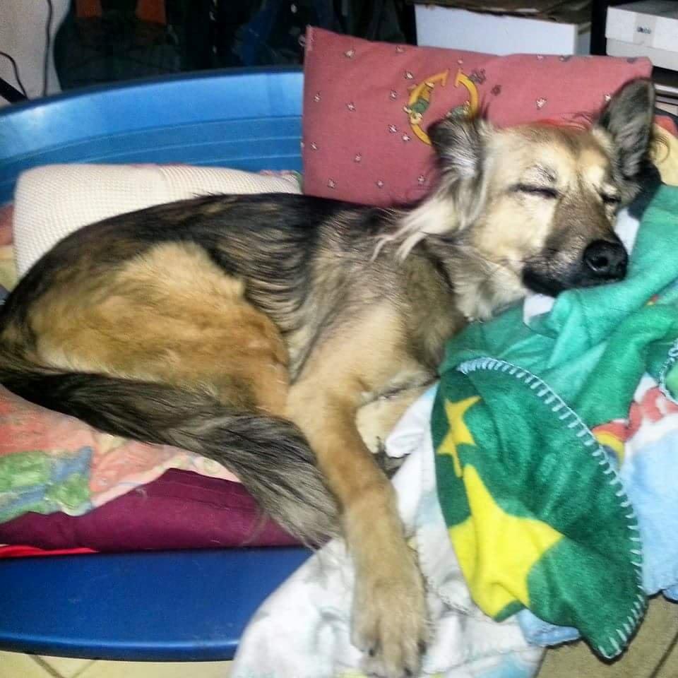 Blanding af racer Prize billede 11