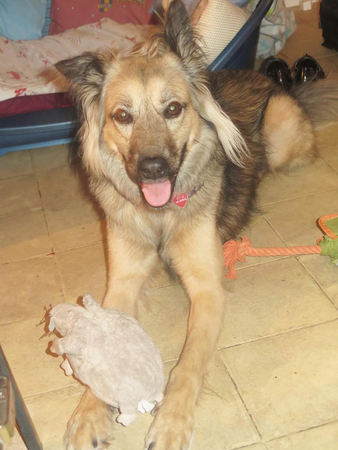 Blanding af racer Prize billede 12