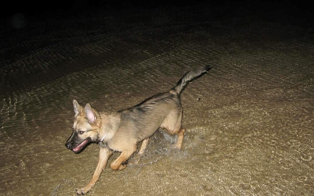 Blanding af racer Prize billede 13