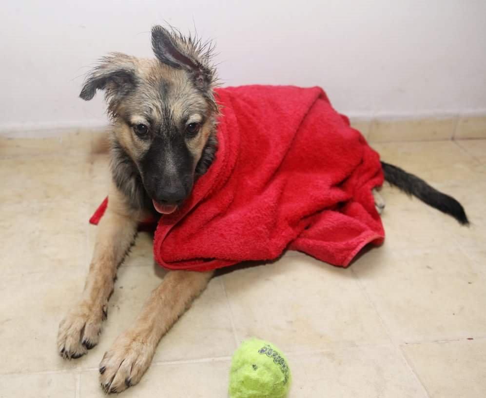 Blanding af racer Prize billede 14