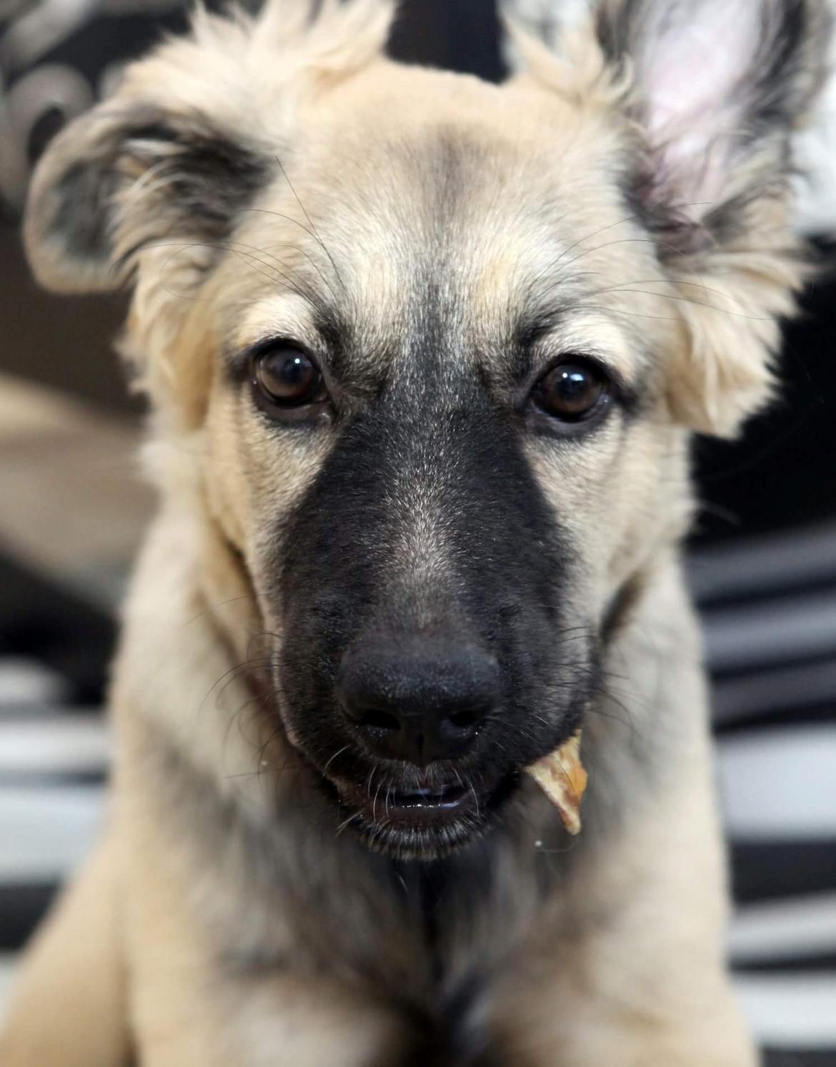 Blanding af racer Prize billede 15