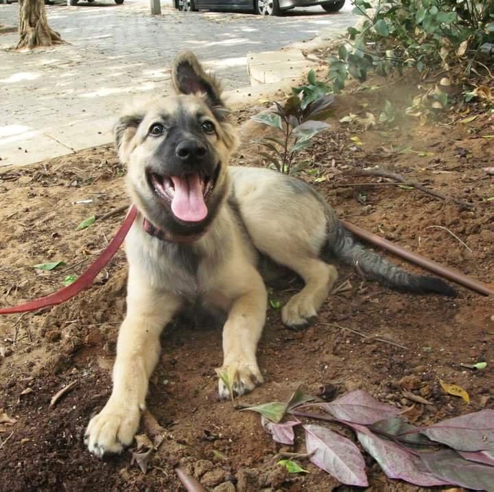 Blanding af racer Prize billede 16