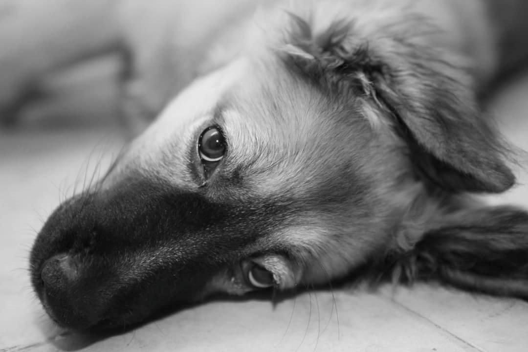 Blanding af racer Prize billede 17