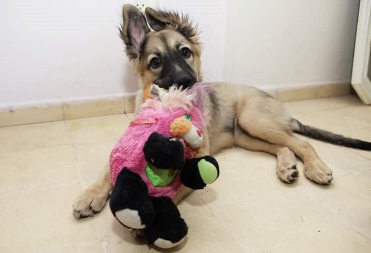 Blanding af racer Prize billede 18