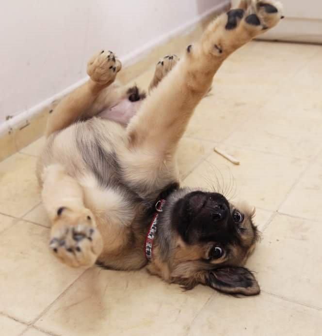 Blanding af racer Prize billede 19