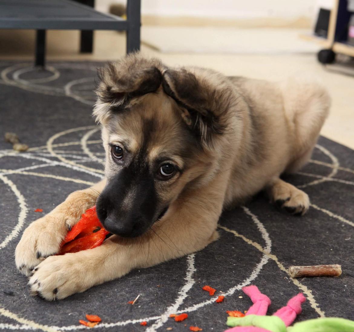 Blanding af racer Prize billede 22