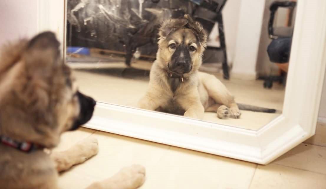 Blanding af racer Prize billede 23