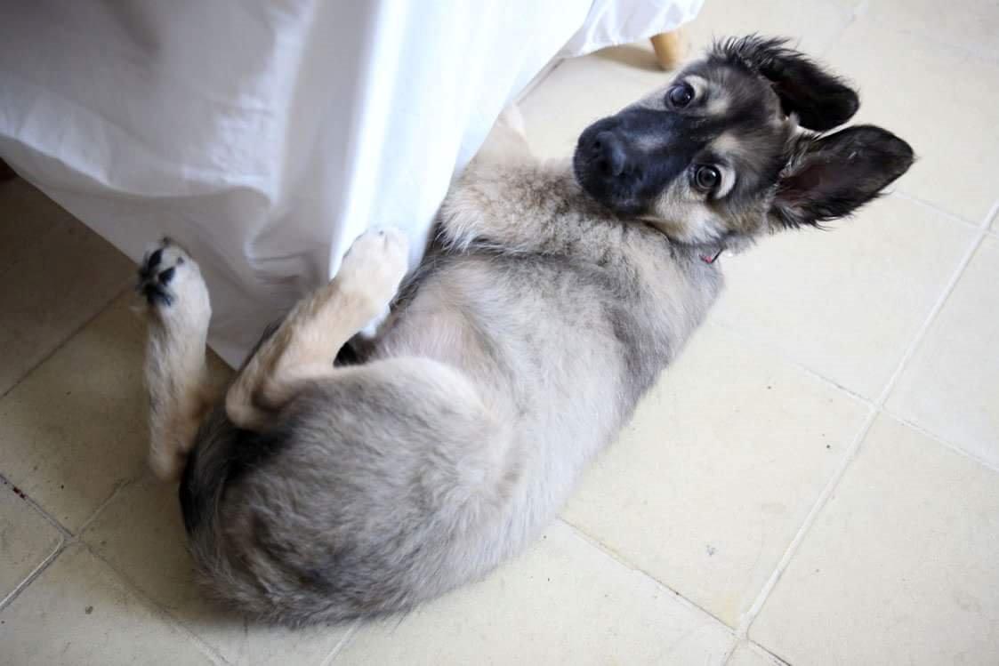 Blanding af racer Prize billede 24