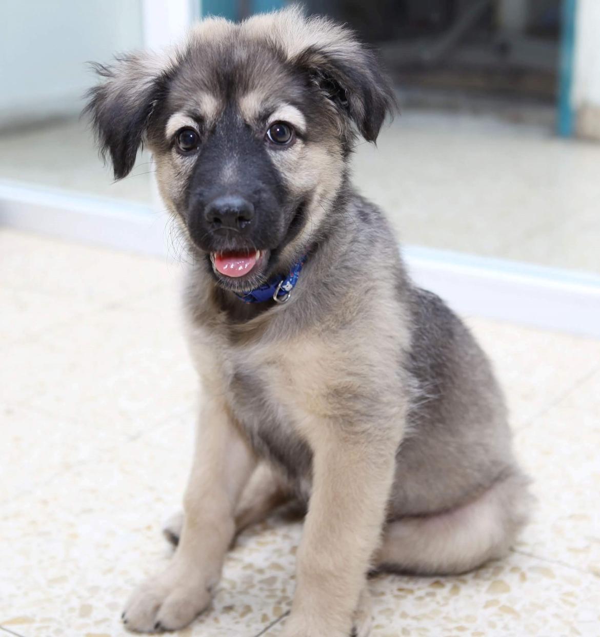 Blanding af racer Prize billede 25