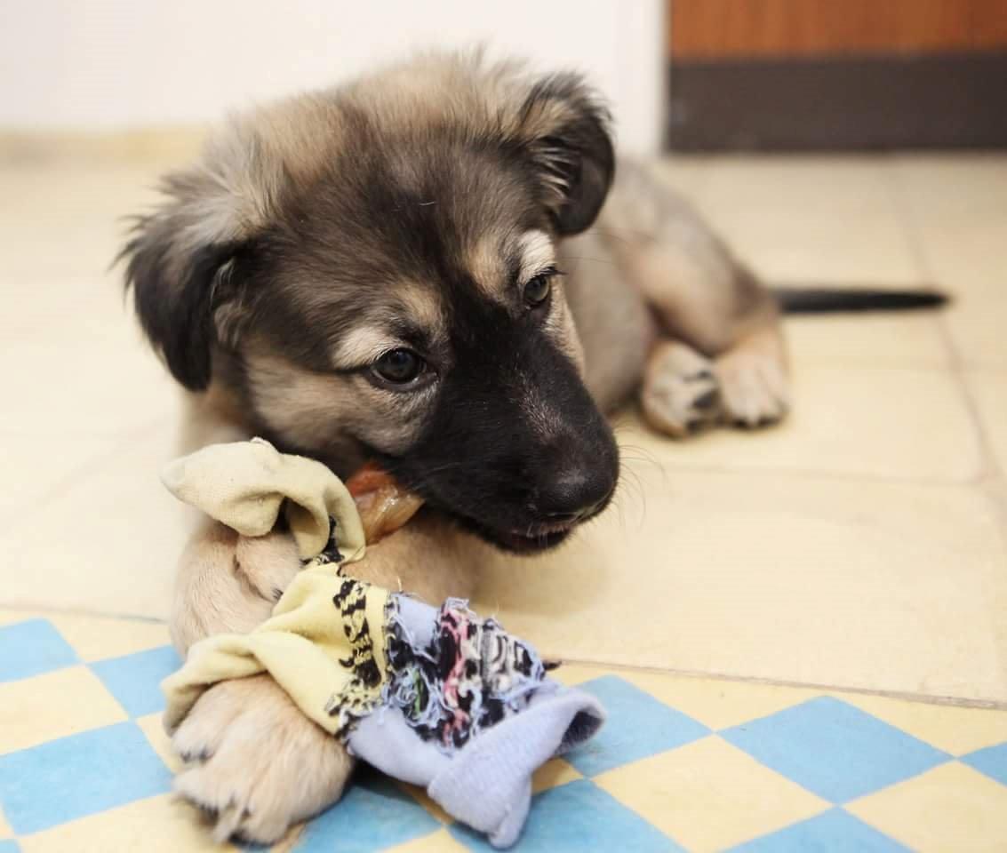 Blanding af racer Prize billede 26