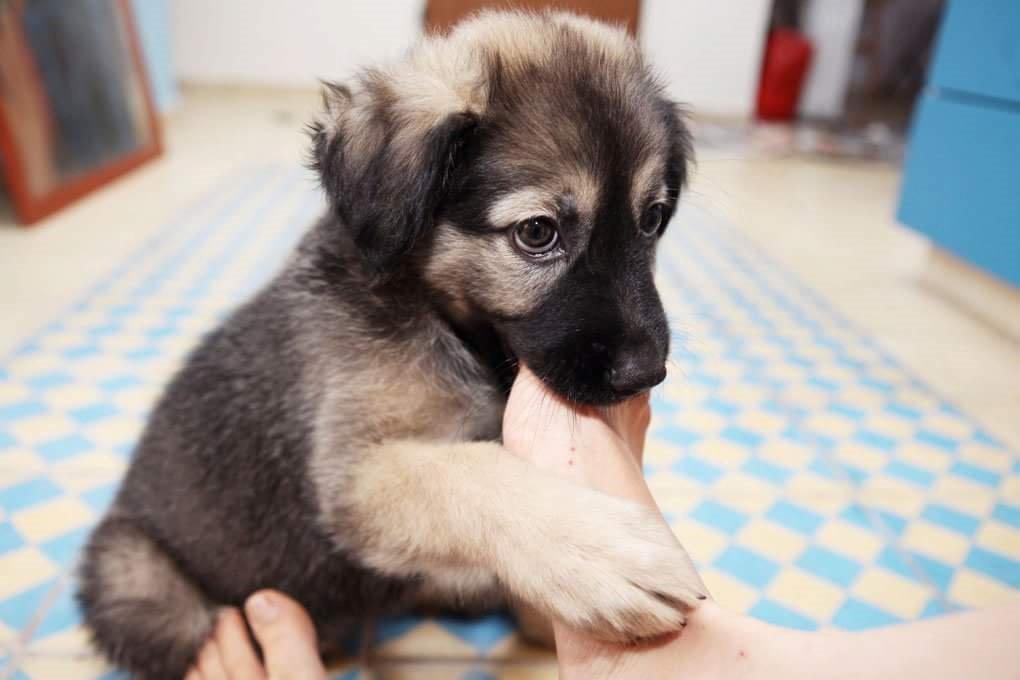 Blanding af racer Prize billede 27